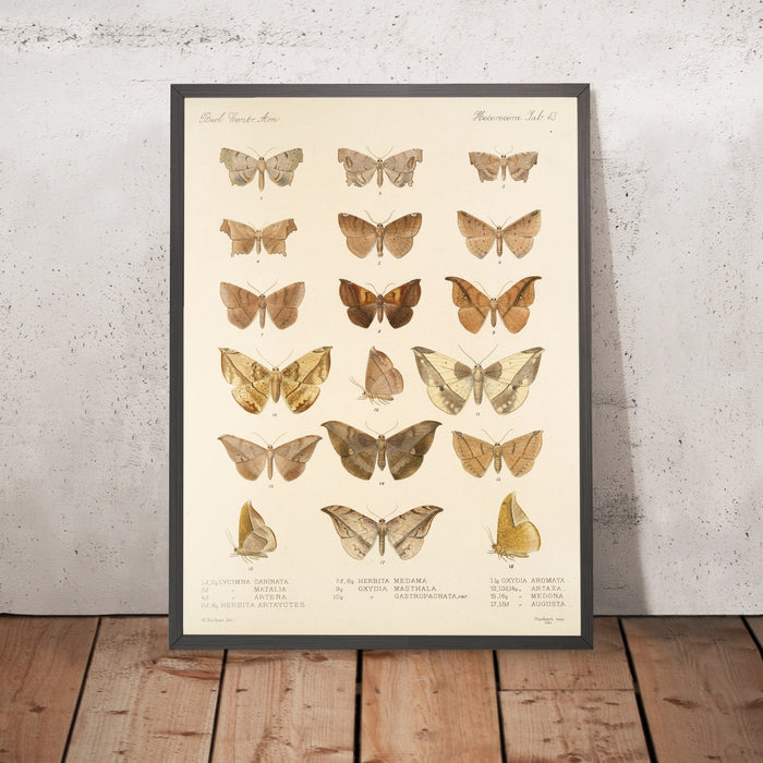 A framed image of