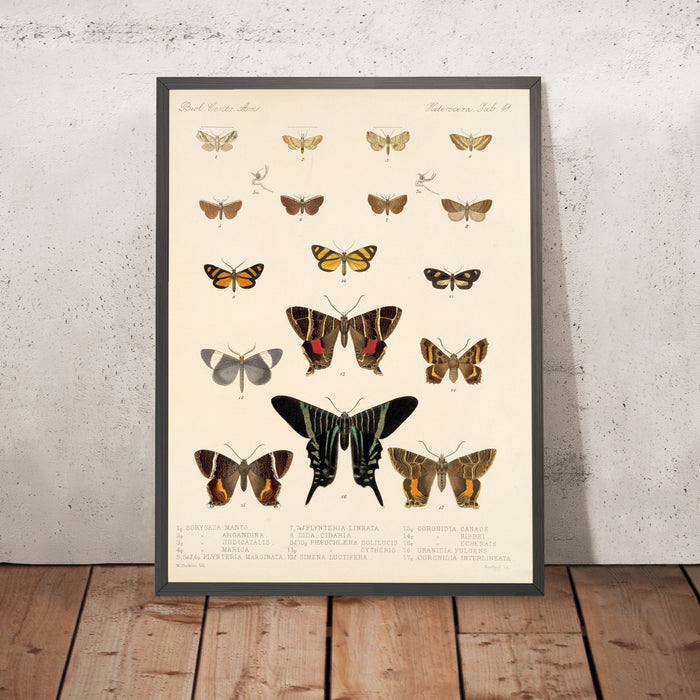 A framed image of