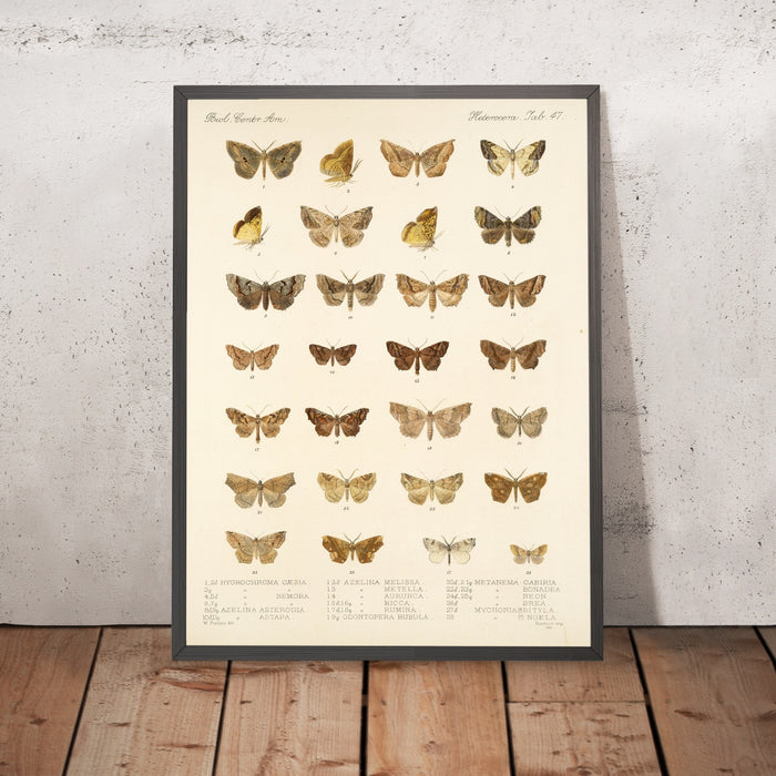 A framed image of