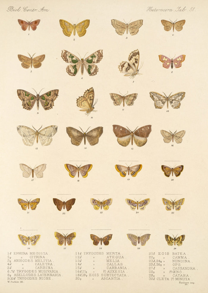Moths (Lepidoptera-Heterocera, Plate 42) by Frederick DuCane Godman, 1879
