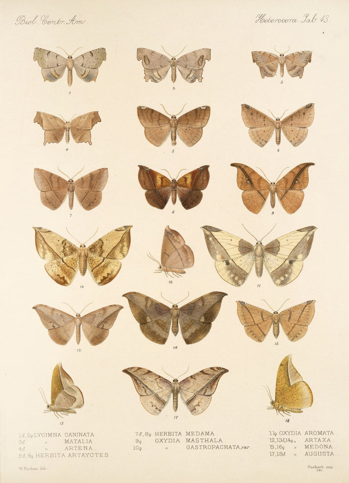 Moths (Lepidoptera: Heterocera, Plate 42) by Frederick DuCane Godman, 1879