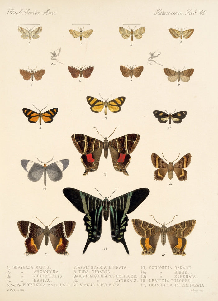 Moths (Lepidoptera-Heterocera, Plate 42) by Frederick DuCane Godman, 1879
