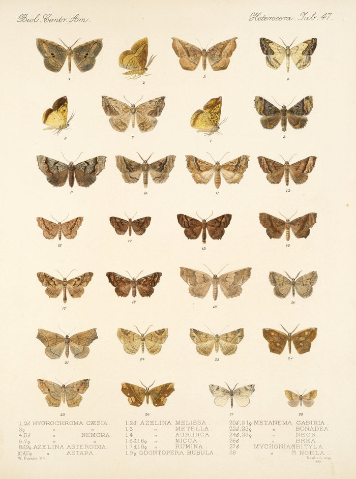Moths (Lepidoptera: Heterocera, Plate 42) by Frederick DuCane Godman, 1879