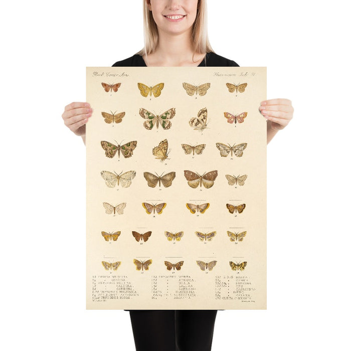 Moths (Lepidoptera-Heterocera, Plate 42) by Frederick DuCane Godman, 1879