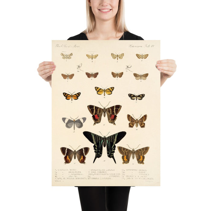 Moths (Lepidoptera-Heterocera, Plate 42) by Frederick DuCane Godman, 1879