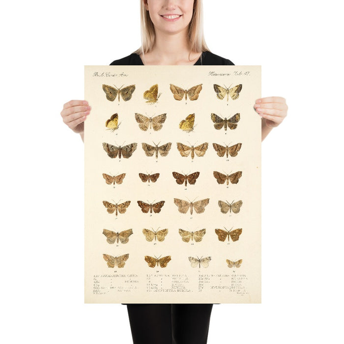 Moths (Lepidoptera: Heterocera, Plate 42) by Frederick DuCane Godman, 1879