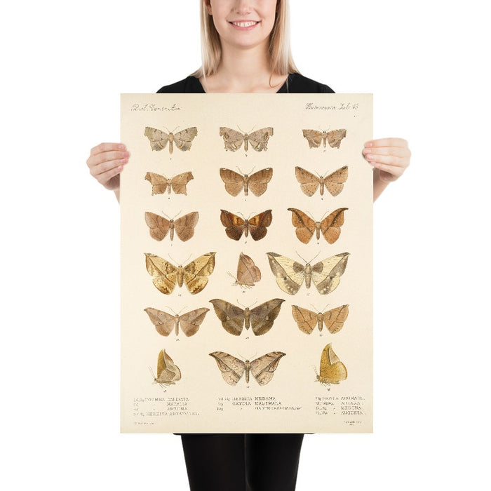 Moths (Lepidoptera: Heterocera, Plate 42) by Frederick DuCane Godman, 1879