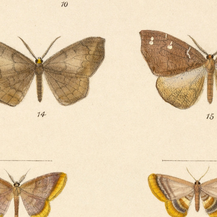 Moths (Lepidoptera-Heterocera, Plate 42) by Frederick DuCane Godman, 1879