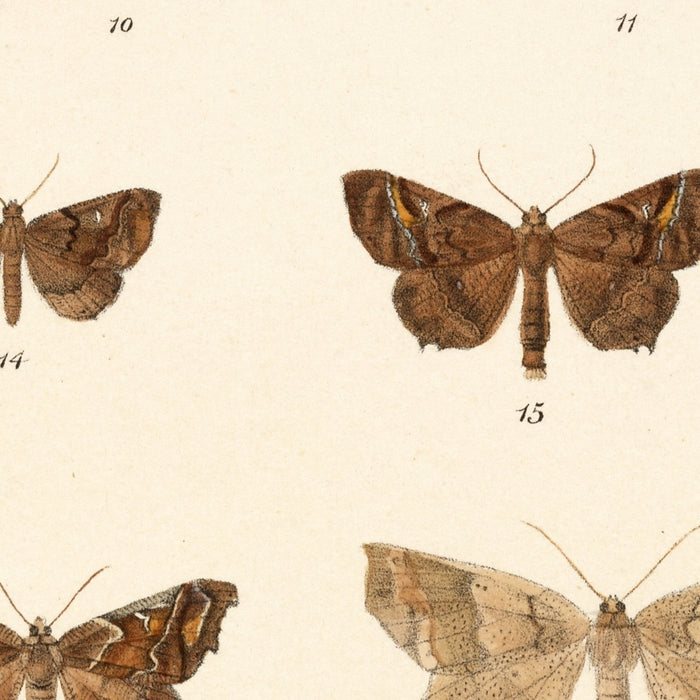 Moths (Lepidoptera: Heterocera, Plate 42) by Frederick DuCane Godman, 1879