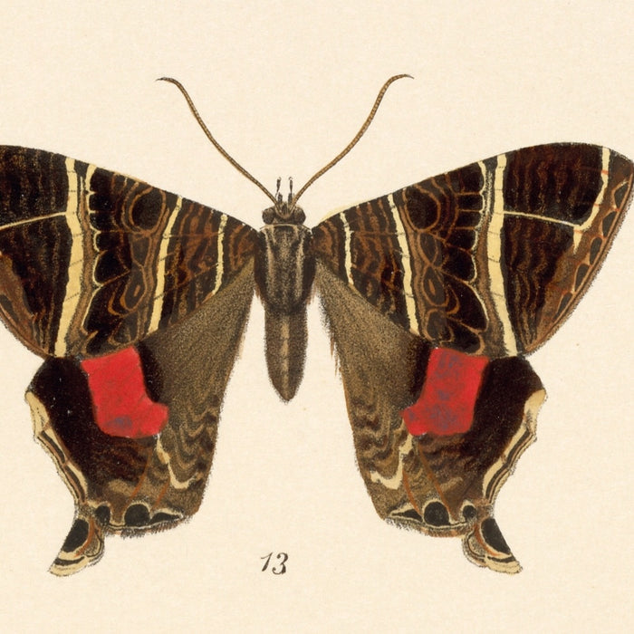 Moths (Lepidoptera-Heterocera, Plate 42) by Frederick DuCane Godman, 1879