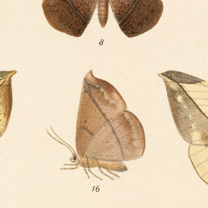 Moths (Lepidoptera: Heterocera, Plate 42) by Frederick DuCane Godman, 1879