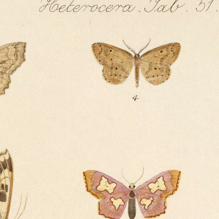 Moths (Lepidoptera-Heterocera, Plate 42) by Frederick DuCane Godman, 1879