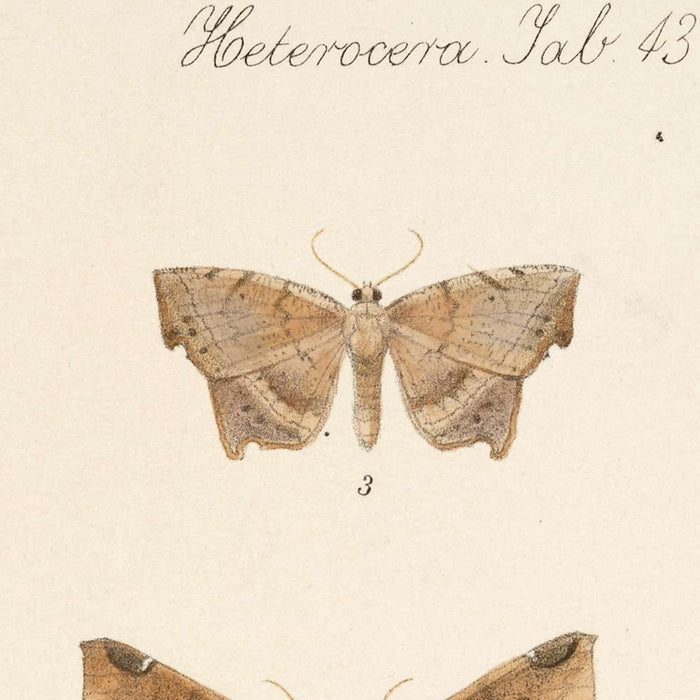 Moths (Lepidoptera: Heterocera, Plate 42) by Frederick DuCane Godman, 1879
