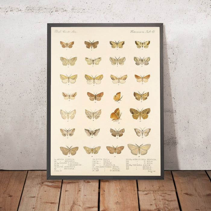 A framed image of