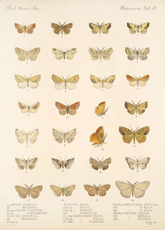 Moths (Lepidoptera: Heterocera, Plate 44) by Frederick DuCane Godman, 1879