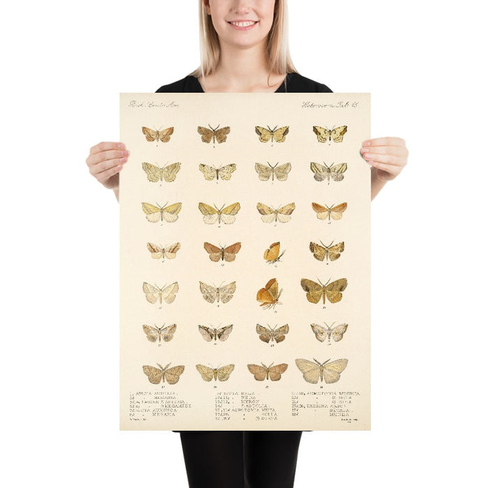 Moths (Lepidoptera: Heterocera, Plate 44) by Frederick DuCane Godman, 1879