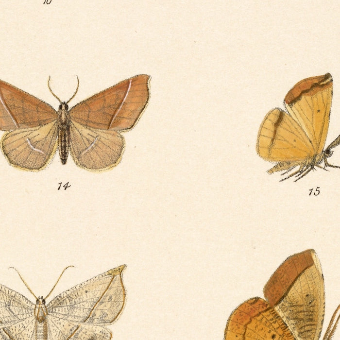 Moths (Lepidoptera: Heterocera, Plate 44) by Frederick DuCane Godman, 1879