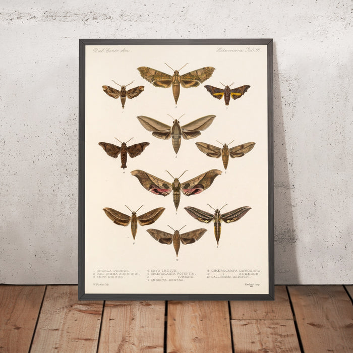 A framed image of