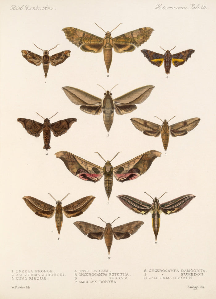 Moths (Lepidoptera: Heterocera, Plate 64) by Frederick DuCane Godman, 1879