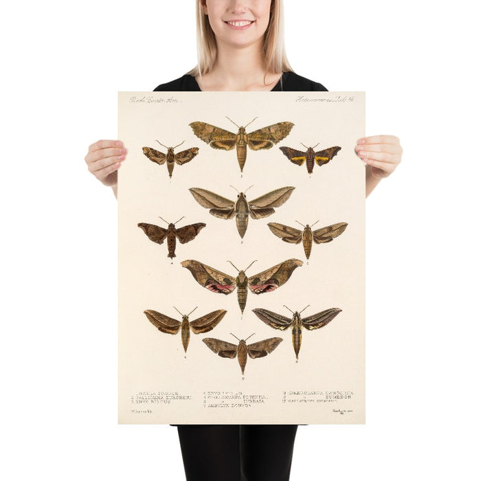Moths (Lepidoptera: Heterocera, Plate 64) by Frederick DuCane Godman, 1879