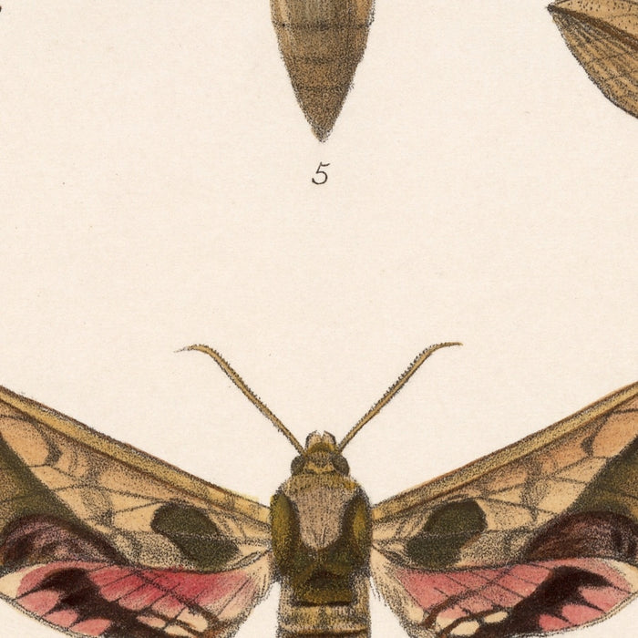 Moths (Lepidoptera: Heterocera, Plate 64) by Frederick DuCane Godman, 1879