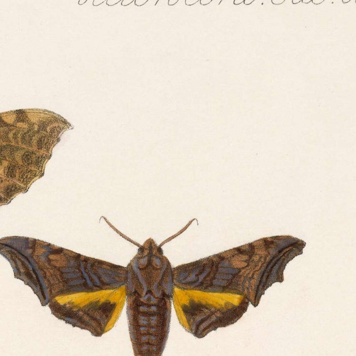 Moths (Lepidoptera: Heterocera, Plate 64) by Frederick DuCane Godman, 1879