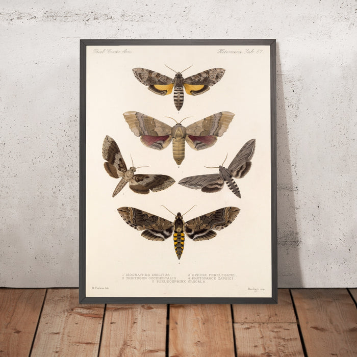 A framed image of