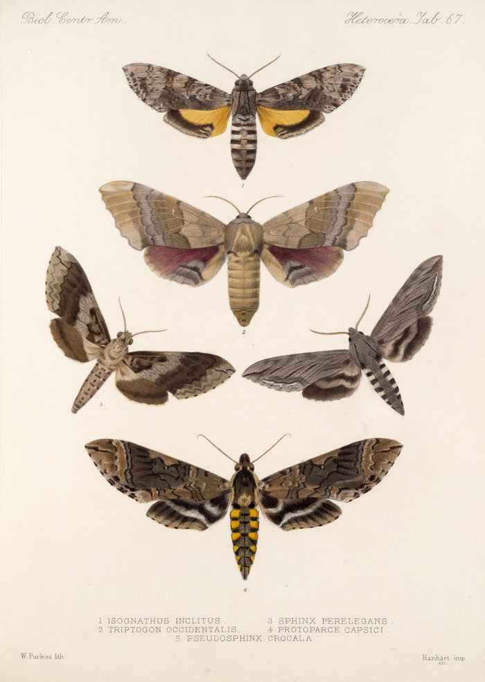 Moths (Lepidoptera: Heterocera, Plate 67) by Frederick DuCane Godman, 1879