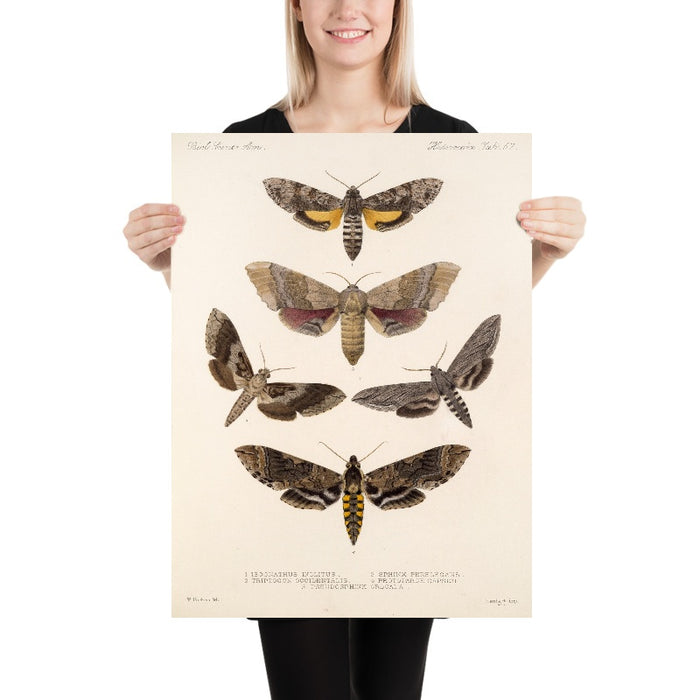 Moths (Lepidoptera: Heterocera, Plate 67) by Frederick DuCane Godman, 1879