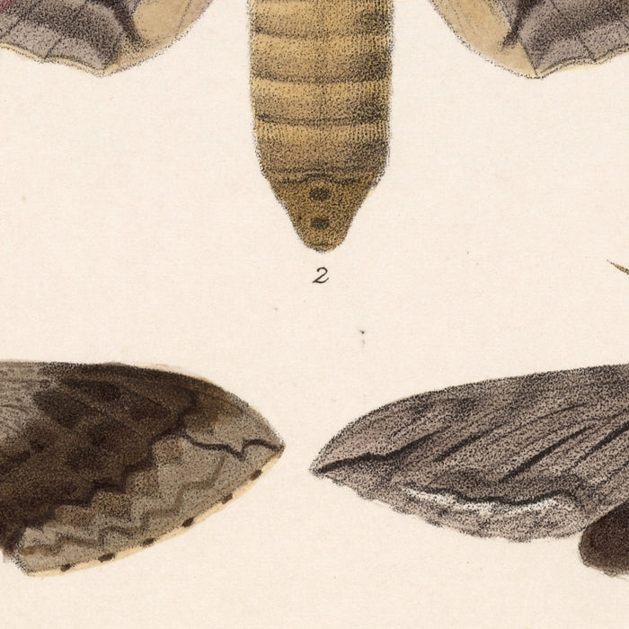 Moths (Lepidoptera: Heterocera, Plate 67) by Frederick DuCane Godman, 1879