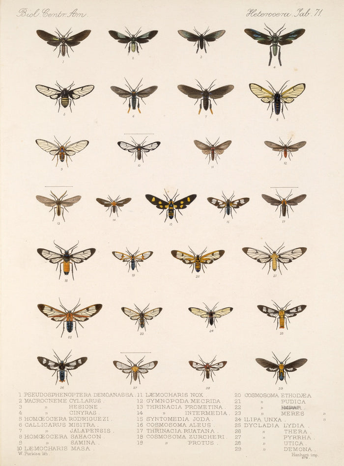 Moths (Lepidoptera-Heterocera, Plate 70) by Frederick DuCane Godman, 1879