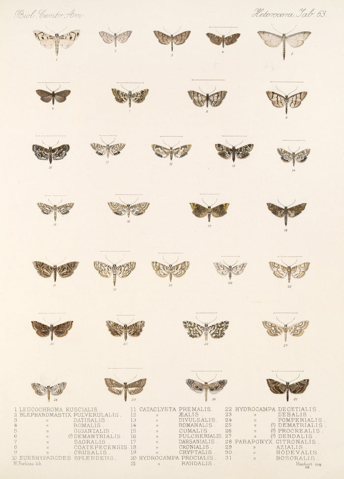 Moths (Lepidoptera-Heterocera, Plate 70) by Frederick DuCane Godman, 1879