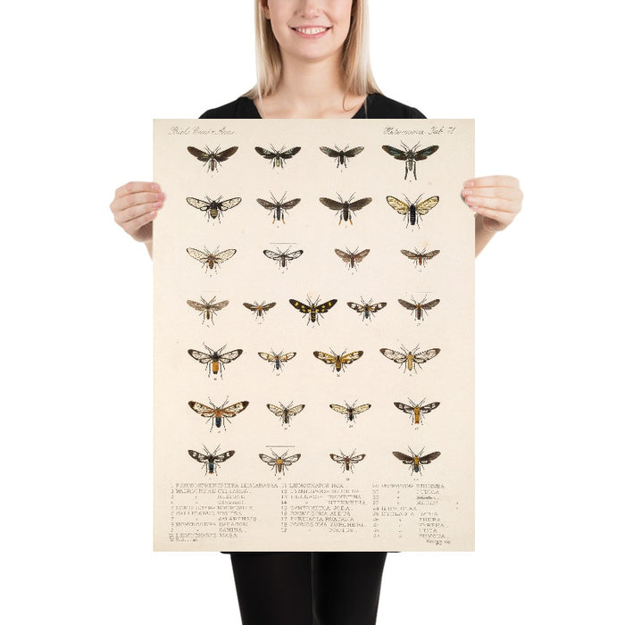 Moths (Lepidoptera-Heterocera, Plate 70) by Frederick DuCane Godman, 1879