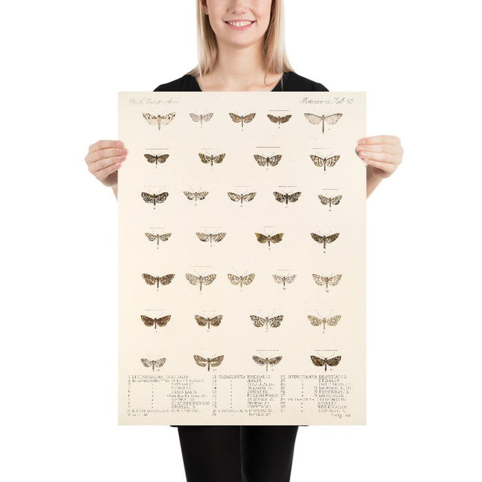 Moths (Lepidoptera-Heterocera, Plate 70) by Frederick DuCane Godman, 1879