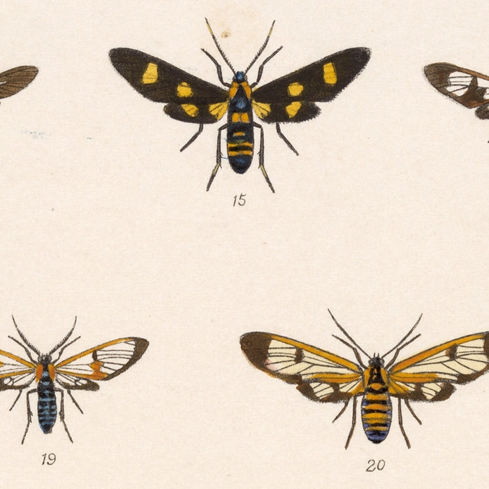 Moths (Lepidoptera-Heterocera, Plate 70) by Frederick DuCane Godman, 1879