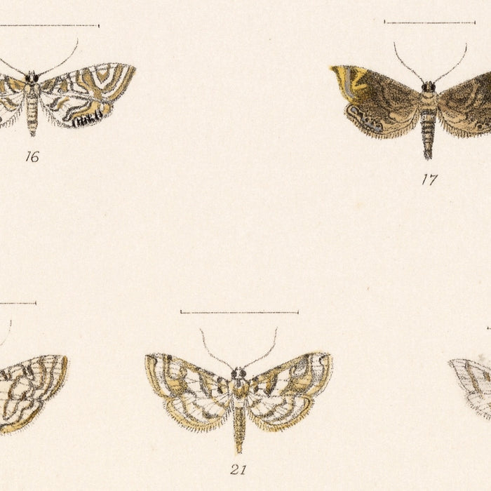 Moths (Lepidoptera-Heterocera, Plate 70) by Frederick DuCane Godman, 1879