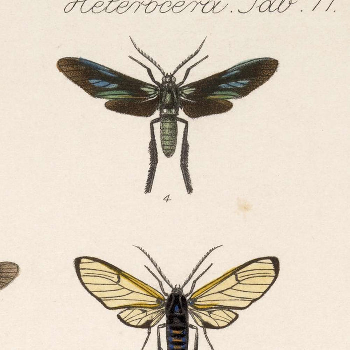 Moths (Lepidoptera-Heterocera, Plate 70) by Frederick DuCane Godman, 1879