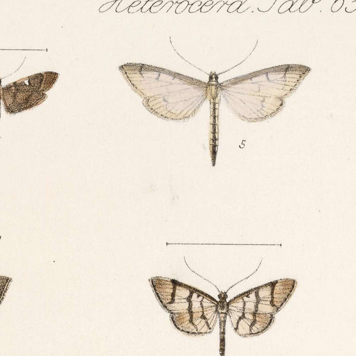 Moths (Lepidoptera-Heterocera, Plate 70) by Frederick DuCane Godman, 1879