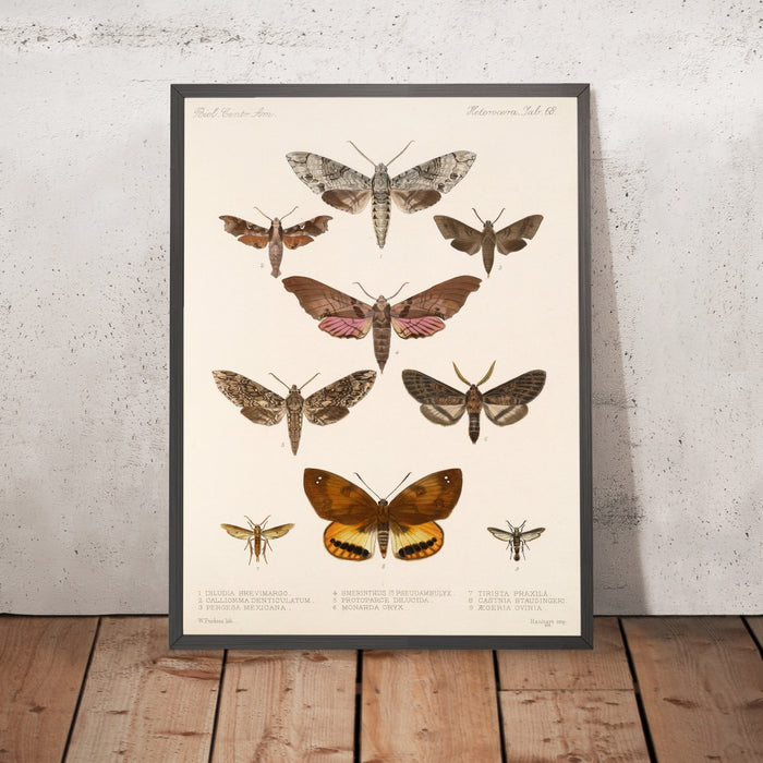 A framed image of