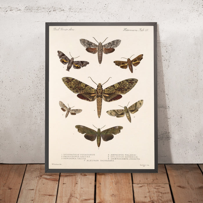 A framed image of