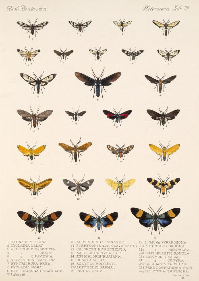 Moths (Lepidoptera-Heterocera, Plate 72) by Frederick DuCane Godman, 1879