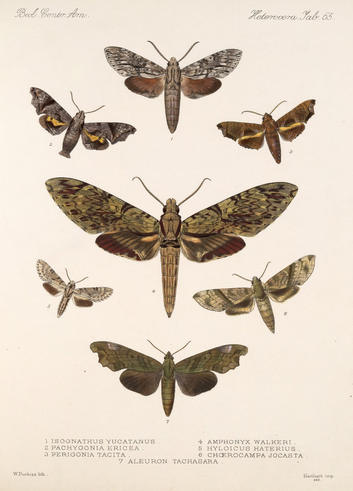Moths (Lepidoptera-Heterocera, Plate 72) by Frederick DuCane Godman, 1879