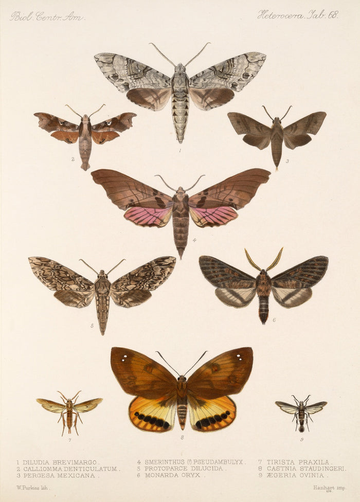 Moths (Lepidoptera-Heterocera, Plate 72) by Frederick DuCane Godman, 1879