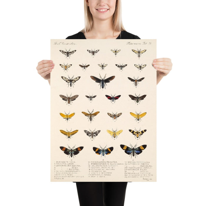 Moths (Lepidoptera-Heterocera, Plate 72) by Frederick DuCane Godman, 1879