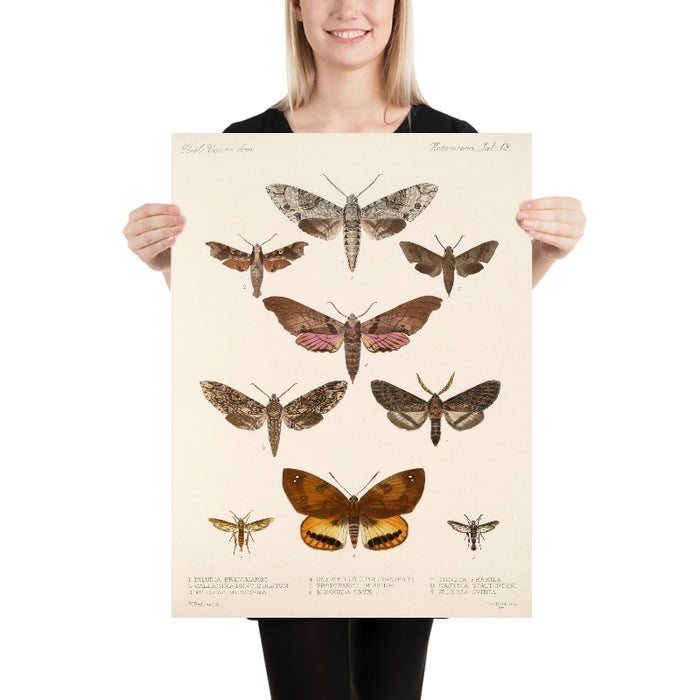 Moths (Lepidoptera-Heterocera, Plate 72) by Frederick DuCane Godman, 1879