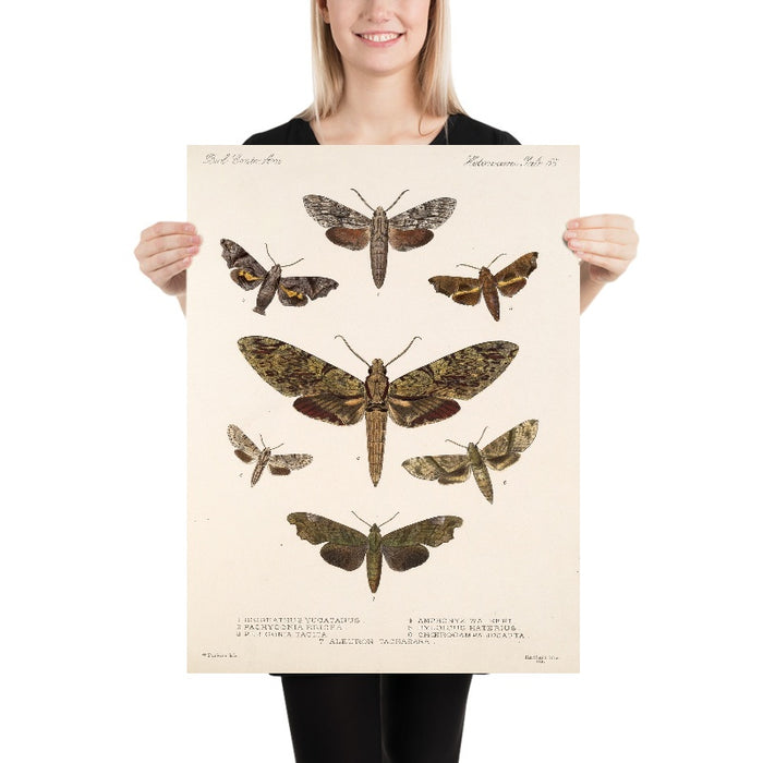 Moths (Lepidoptera-Heterocera, Plate 72) by Frederick DuCane Godman, 1879