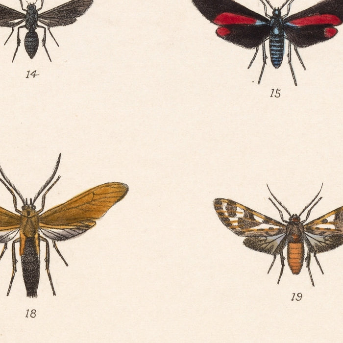 Moths (Lepidoptera-Heterocera, Plate 72) by Frederick DuCane Godman, 1879