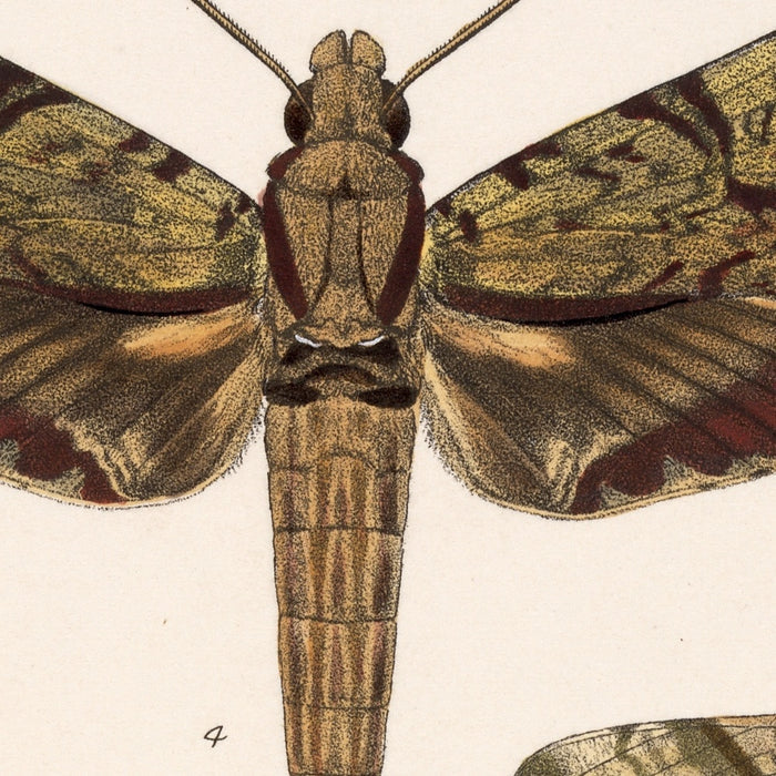Moths (Lepidoptera-Heterocera, Plate 72) by Frederick DuCane Godman, 1879