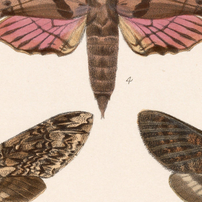 Moths (Lepidoptera-Heterocera, Plate 72) by Frederick DuCane Godman, 1879