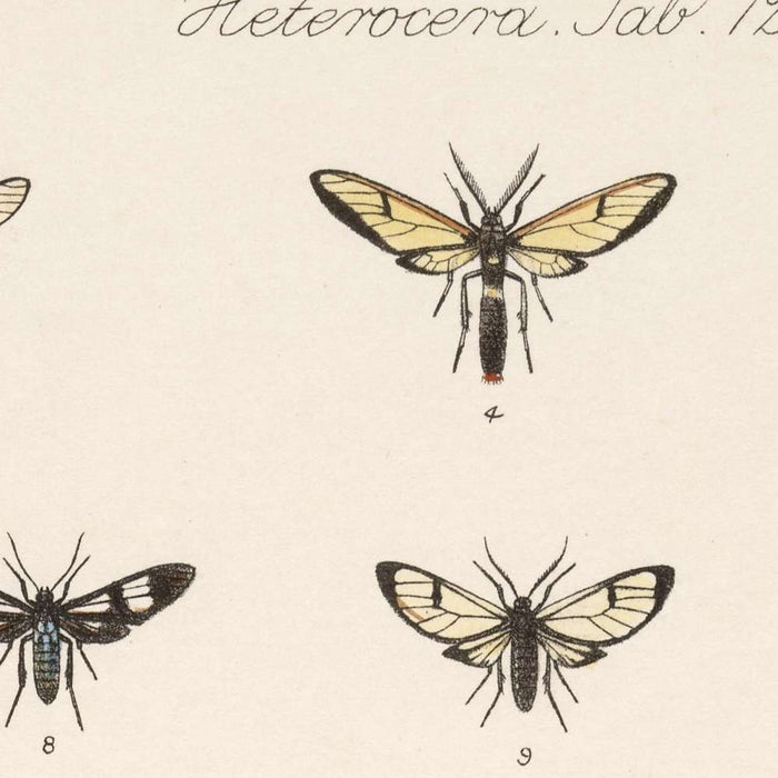 Moths (Lepidoptera-Heterocera, Plate 72) by Frederick DuCane Godman, 1879